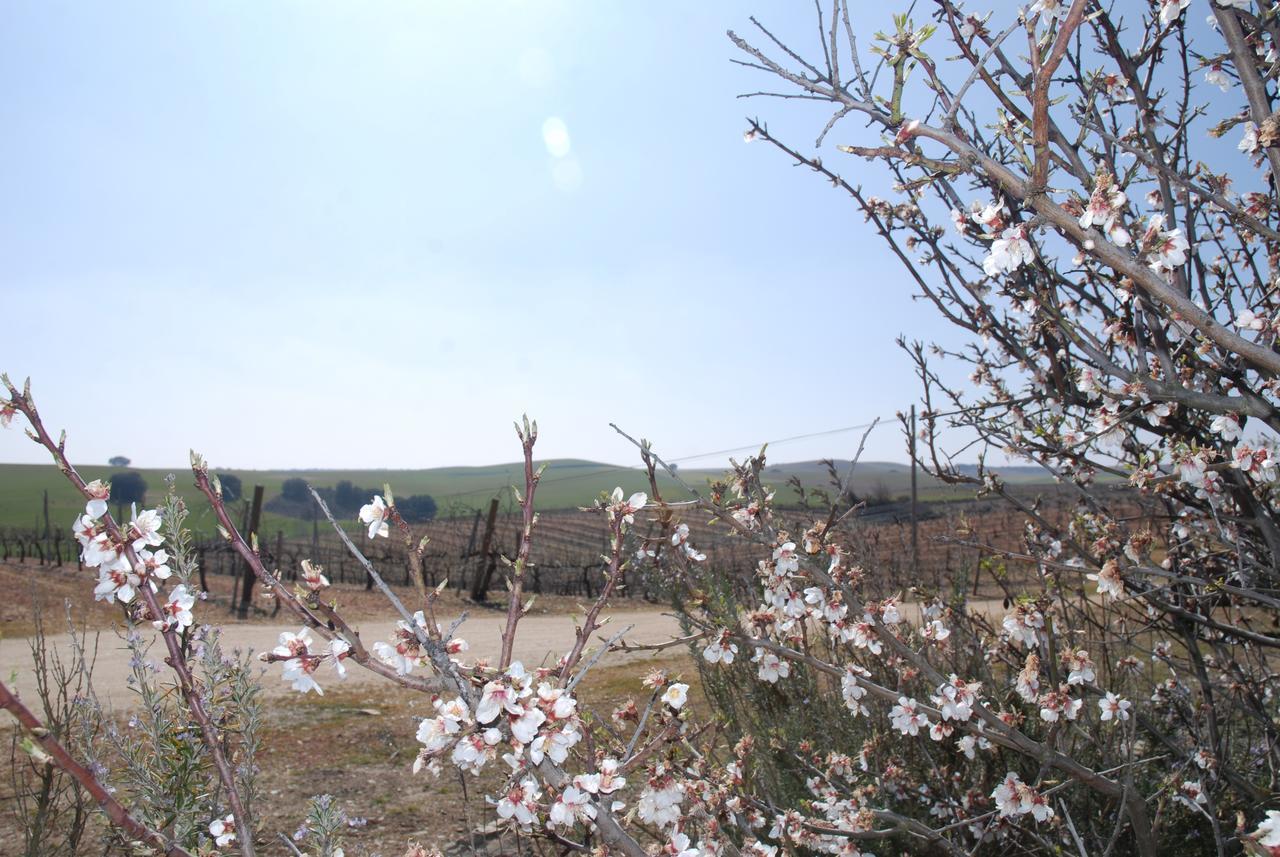 Casa Rural Teso De La Encina Villamor de los Escuderos المظهر الخارجي الصورة